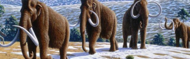 Alaska salapärased mammutijäänused osutusid hoopis vaalaluudeks