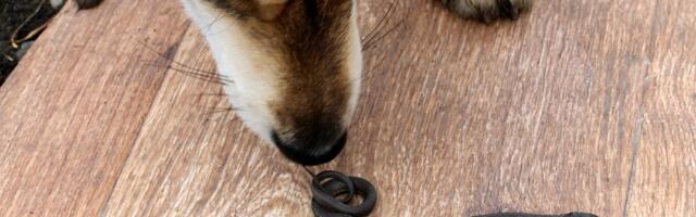 Koera rästikuhammustus vajab leevendust ja vahel ka ravi