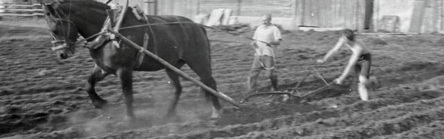 Banaanid kartulite vastu? Metsade vahel aretatud väärt kartulisort avas defitsiidiajastul mõnegi ukse