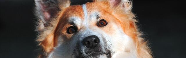 Kuidas valida koerale toitu vastavalt tema vanusele ja aktiivsusele?