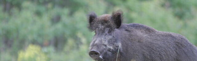 Saaremaal tuvastati metsseal sigade Aafrika katk