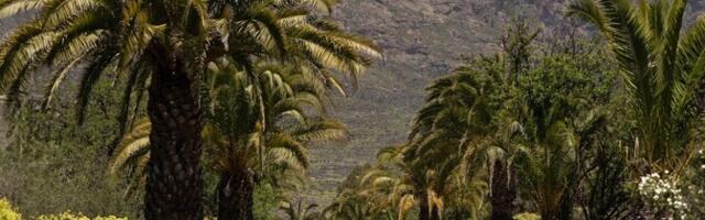 Toyotal on Kanaari saartel viisikjuhtimine, esikohal Ogier