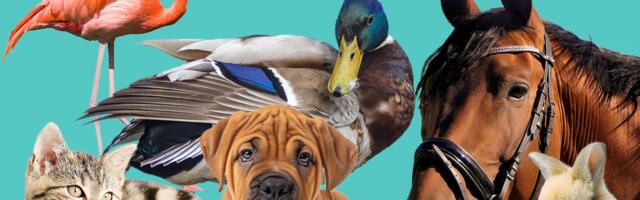 Nezapamćena tragedija povod za oprez: Poznati veterinar otkrio koje su životinje najopasnije ubice!