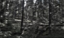 Valgemetsa metsaetendus „Kujuseinad“