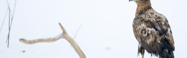 Merikotka võimutsemine sunnib kormoranid pesapaiku vahetama – looduse jõud kujundab linnumaailma tasakaalu