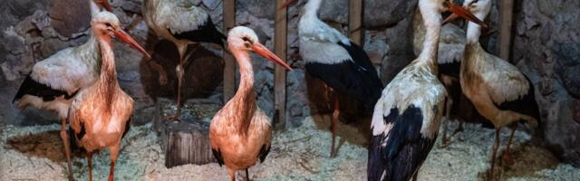 Abivajavate valge-toonekurgede arv tõusis mullu hüppeliselt