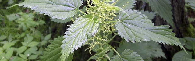 Harilik kõrvenõges – meie oma eestimaine supertoit