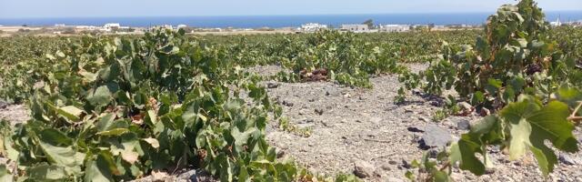 Mikk Parre: Kreeka – iidse veinimaa taassünd