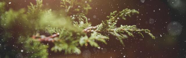 Rahvakalendris tähistab talvine pööripäev jõuluaja algust