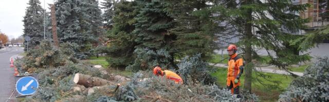 Viimsis hakkab kehtima asendusistutuse kord