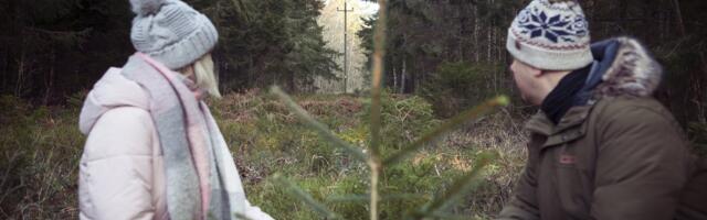 Jõulupuu vaid 3 euro eest? RMK kutsub metsa kuuse järele ja valguskunsti nautima