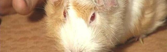 Loomaarst: merisea põhitoit peab olema hein, mitte porgand ja müsli