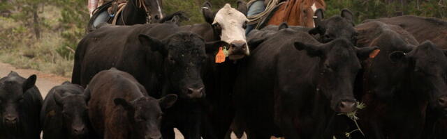 WSJ: USA võimud üritavad pidurdada veiseliha hinnatõusu