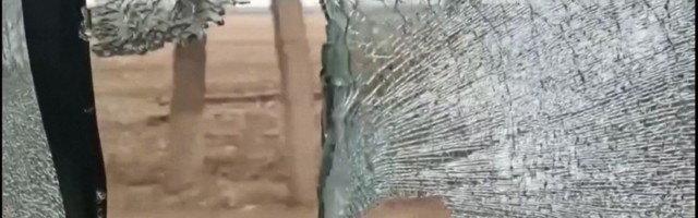 Reporter: Loodus annab vastulöögi! Vihane tiiger ründas liikuvat autot