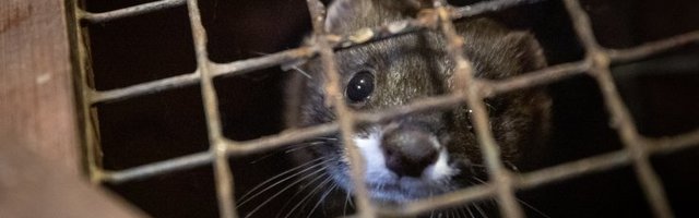 Koroonaviiruse riskirühmas on ka mõned loomaaia loomad