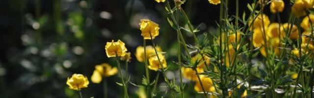 Loodushoiu Fond hakkab müüma digililli