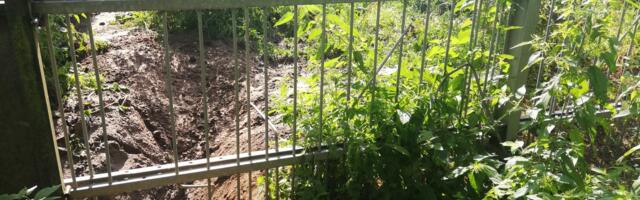 Võrumaa loomapark kaotas rünnaku järel poegadega emakaru