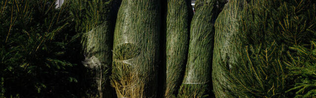 "АК+" рассказала, как подольше сохранить новогоднюю елку