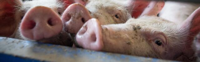 Metsatehnika puhastamine aitab pidurdada sigade Aafrika katku levikut