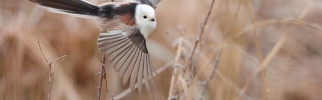Kilvar Kessler NÄDALA FOTO