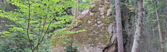 VIIMSI FAKT: Rohuneeme rändrahn on muljetavaldav