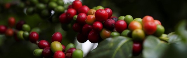 Kohvi hind jätkab rallit Brasiilia külmade ilmade tõttu