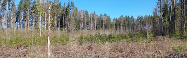 Hooldusraie toetust saab edaspidi taotleda kuni 10-aastasele puistule