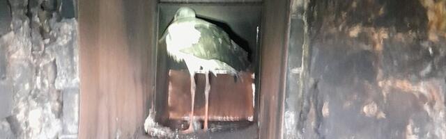 FOTOD | Lüganuse vallas jäi toonekurg korstnasse kinni