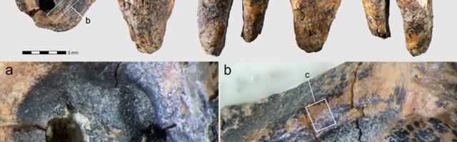 Iidne juureravi purustab müüdi neandertallaste kohmakusest