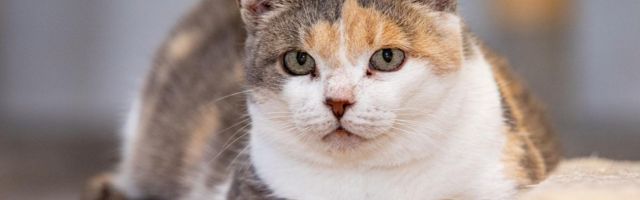Koduotsija: perenaise kaotanud Iti klapib nii kasside kui väikeste koertega