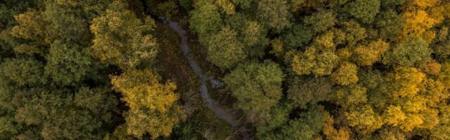 Suur metsamüük. Stora Enso müüb Rootsis umbkaudu 170 000 hektarit metsa