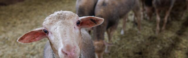 Euroopa Liidu uus eelarve- ja põllumajanduspoliitika seab ohtu toidujulgeoleku ja tööstuse konkurentsivõime