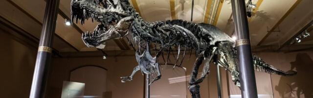 Türannosaurus Gusi skelett võib minna müüki rekordilise hinnaga. Ja teadlastele võib see olla probleem