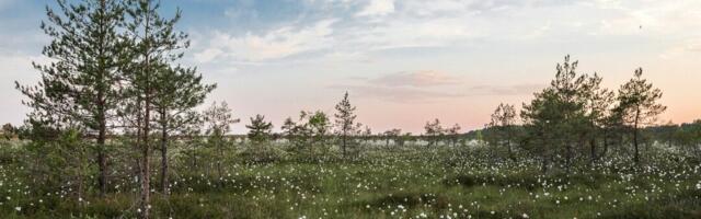 Märgalade kaitsmine on võtmetähtsusega