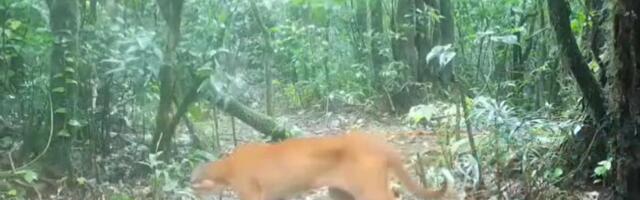 VIDEO | Tai džunglis jäi kaamerasilma ette üks maailma haruldasemaid kiskjaid