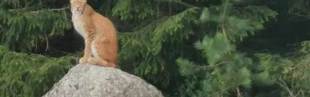 VIDEO | Mälestus jääb pikaks ajaks meelde: juhuslik mööduja kohtus Väike-Maarjas uhke ilvesega