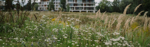 Tartu annab kortermajade hoovide elurikkuse tõstmiseks toetust