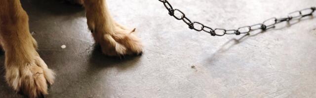 Uuest aastast keelustatakse koerte püsiv ketis pidamine