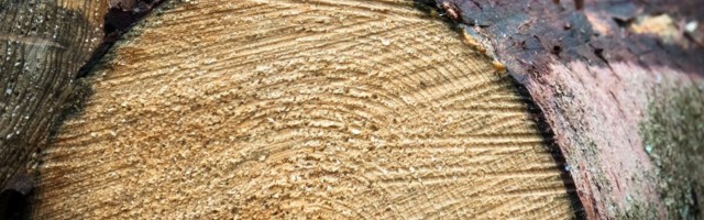 Puidutoodete eksport tõi Eestisse üle 1,6 miljardi euro