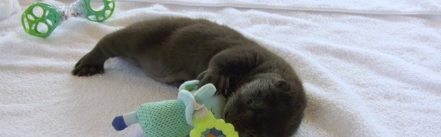 Reporter: Väike karvapall kasvab inimeste ja lutipudeli toel