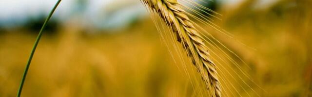 Osale põllumajandusettevõtete riskide ja riskijuhtimise uuringus