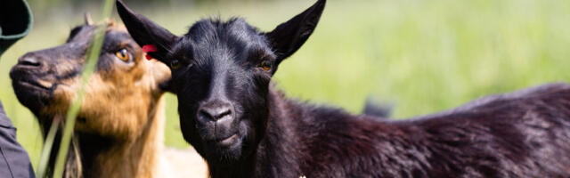 Tartu tähetorni hoovis elavad ajutiselt kitsed Struuvik ja Fraunik