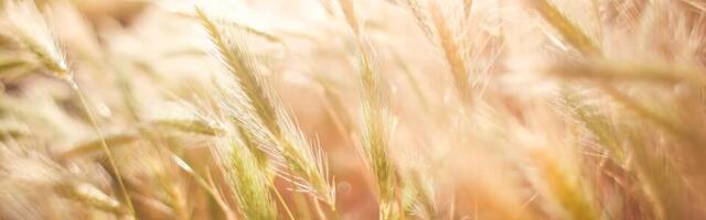 Kuidas ehitada unistuste kodu maale?