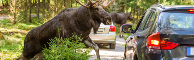 Uuring: kas valgusreflektorid aitavad vähendada Eesti teedel metsloomadega juhtuvaid õnnetusi?