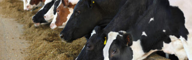 Kolmekordne laenukasv: suvi tõi mitmes sektoris suuri investeeringuid