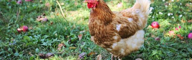 Nuudi talu ei nõustu lindude hukkamisega, PTA põhjendab ranget korda