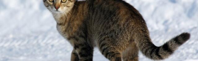 Mitte ainult ilu pärast. Milleks kassidele vurrud?