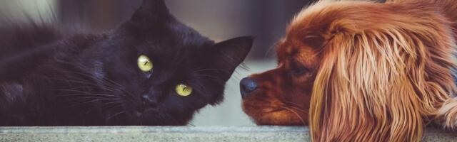 Varjupaikades lõppes musta kassi kuu ja algab seeniorkoerte kuu