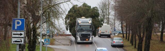 TALVEPEALINNA JÕULUPUU ON PÕLVAMAALT TOODUD NULG