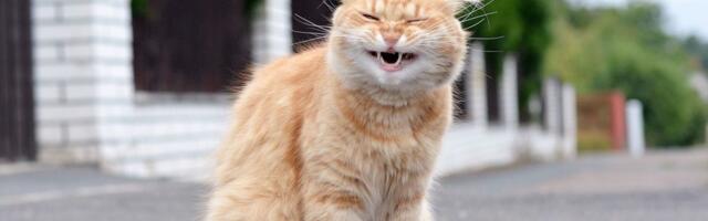 1. aprill: Sõnn saab saladuse teada, Neitsi seisab silmitsi hirmuga